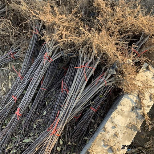 美國八號蘋果苗 基地信息、種植技術(shù)與市場報價