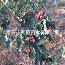 山楂樹苗價格與種植技術介紹及咨詢指南
